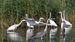 Parc des Oiseaux : une fr&eacute;quentation record malgr&eacute; une ann&eacute;e climatique chahut&eacute;e