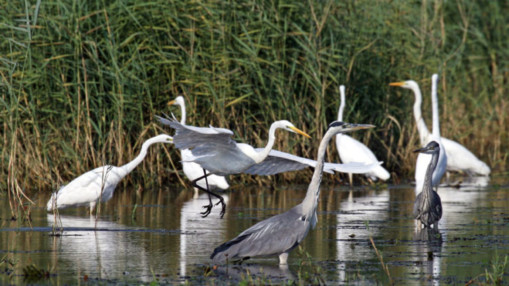 Parc des Oiseaux : une fr&eacute;quentation record malgr&eacute; une ann&eacute;e climatique chahut&eacute;e