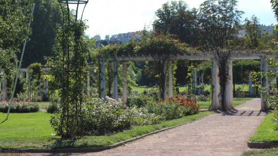 La 94&egrave;me &eacute;dition du Concours international de roses nouvelles de retour &agrave; Lyon ce samedi